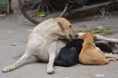 インド、ニューデリーの犬